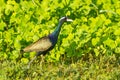 Adult Bronze-winged Jacana