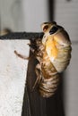 Adult Brood X cicada emerges from its shell on a suburban Virginia fence