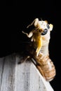 Adult Brood X cicada emerges from its shell on a suburban Virginia fence Royalty Free Stock Photo