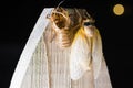 Adult Brood X cicada emerges from its shell on a suburban Virginia fence Royalty Free Stock Photo