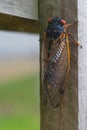 Adult Brood X cicada sits on a suburban Virginia fence