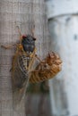 Adult Brood X cicada on a suburban fence next to nymph shell