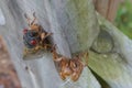 Adult Brood X cicada on a suburban fence next to nymph shell