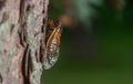 Adult Brood X cicada
