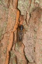 Adult Brood X cicada