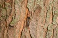 Adult Brood X cicada