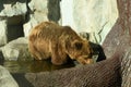 The brown bear climbed into the water