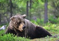 Adult Brown bear lies in the pine forest. Big brown bear male. Close up portrait. Royalty Free Stock Photo