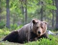 Adult Brown bear lies in the pine forest. Big brown bear male. Close up portrait. Royalty Free Stock Photo