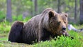 Adult Brown bear lies in the pine forest. Big brown bear male. Close up portrait. Royalty Free Stock Photo