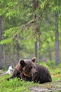 Adult Brown bear lies in the pine forest. Big brown bear male. Close up portrait. Royalty Free Stock Photo