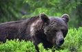 Adult Brown bear lies in the pine forest. Big brown bear male. Close up portrait. Royalty Free Stock Photo