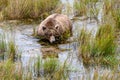 Adult brown bear looking for salmon in the oxbow marsh of the Brooks River, Katmai National Park, Alaska Royalty Free Stock Photo