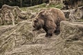 Adult brown bear in natural environment. Animal rights. Friendly brown bear walking in zoo. Cute big bear stony Royalty Free Stock Photo