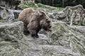 Adult brown bear in natural environment. Animal rights. Friendly brown bear walking in zoo. Cute big bear stony Royalty Free Stock Photo