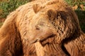 Adult Brown Bear (Ursus arctos) reclined on a lush green grassy field, intently observing