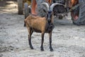 Adult brown and black goat Royalty Free Stock Photo