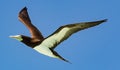 Brown Booby on Michaelmas Cay Australia Royalty Free Stock Photo