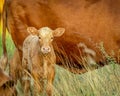 Adult brown cow stands in a grassy pasture with its young calf near its side. Royalty Free Stock Photo