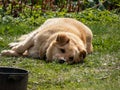 Adult brown dog laying on the ground in the grass in heat and falling asleep in bright sunlight in summer. Pet. Sleepy dog in sun Royalty Free Stock Photo