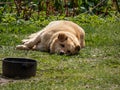 Adult brown dog laying on the ground in the grass in heat and falling asleep in bright sunlight in summer. Pet. Sleepy dog in sun Royalty Free Stock Photo