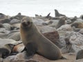 Adult brown fur seal sitting on the background of the colony. Royalty Free Stock Photo