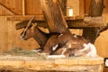 An adult brown goat resting in a barn near the hay Royalty Free Stock Photo