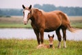 Adult Brown Horse And Foal Young Horse Grazing On Green Meadow Near River In Summer Season. Belarus Royalty Free Stock Photo