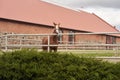 Adult brown horse in the paddock at the stud farm