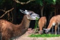 Adult brown Llama eating grass