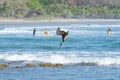 Adult brown pelican diving after a fish Royalty Free Stock Photo