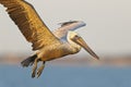 An adult brown pelican in flight Royalty Free Stock Photo