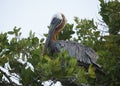 Adult Brown Pelican roosting in a mangrove tree - Galapagos Islands Royalty Free Stock Photo