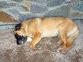 An adult purebred domestic dog is sleeping near a stone wall on the floor