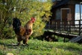 Adult brown rooster grazing on a farm near the house, chicken production in the village, poultry