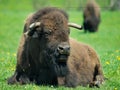 Adult buffalo resting on grass