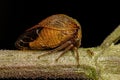 Adult Buffalo Treehopper