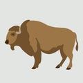 Adult buffalo vector illustration flat style profile Royalty Free Stock Photo