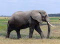 Adult bull elephant Royalty Free Stock Photo