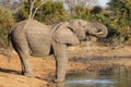 Adult Bull Elephant drinking water Kruger Park South Africa Royalty Free Stock Photo