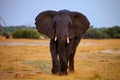 Adult bull elephant Loxodonta africana Royalty Free Stock Photo