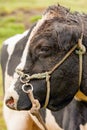 Adult Bull Headshot