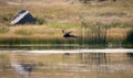 An Adult Bull Moose Alces alces Lying in a Mountain Meadow in Colorado Royalty Free Stock Photo