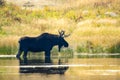 An Adult Bull Moose Alces alces Standing in a Mountain Lake in Colorado Royalty Free Stock Photo