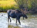 Adult Bull moose with shedding velvet antlers crossing creek in Wyoming United States Royalty Free Stock Photo