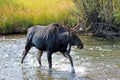 Adult Bull moose with shedding velvet antlers crossing creek in Wyoming US of A Royalty Free Stock Photo