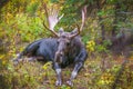 Adult Bull Moose Royalty Free Stock Photo