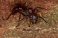 Adult Bullet Ant Queen