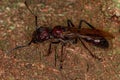 Adult Bullet Ant Queen