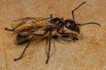 Adult Bullet Ant Queen